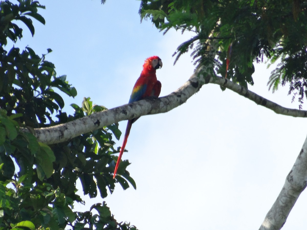 Scarlet Macaw - Miguel Angel Benedicto