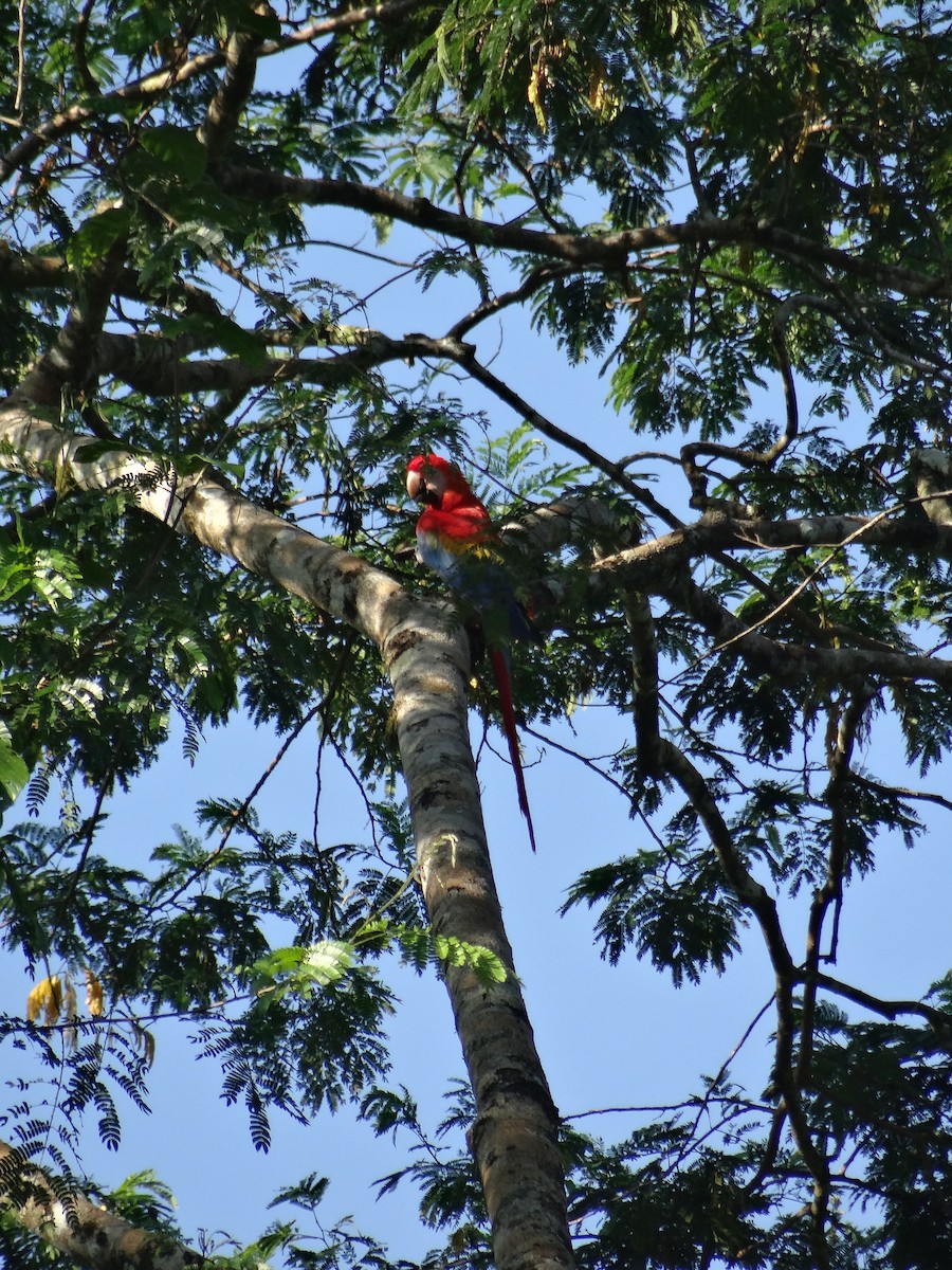 Scarlet Macaw - ML621094541