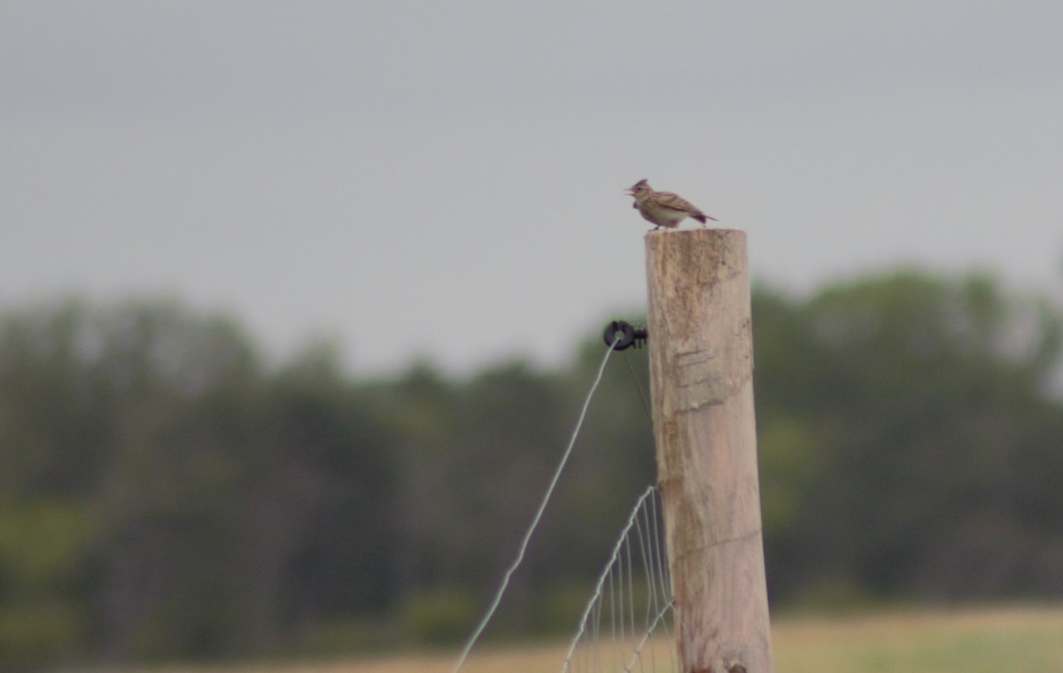 Eurasian Skylark - ML621094544