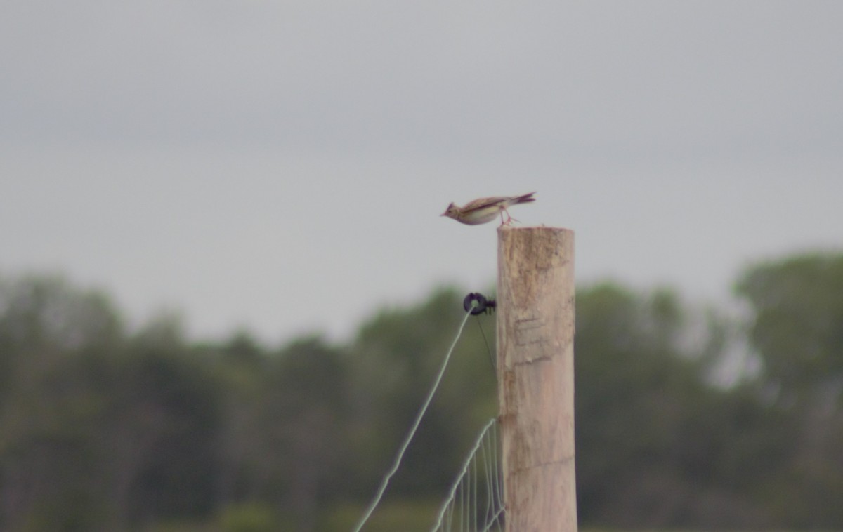 Eurasian Skylark - ML621094545