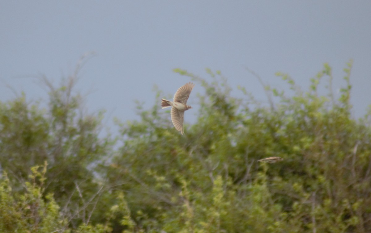 Eurasian Skylark - ML621094546