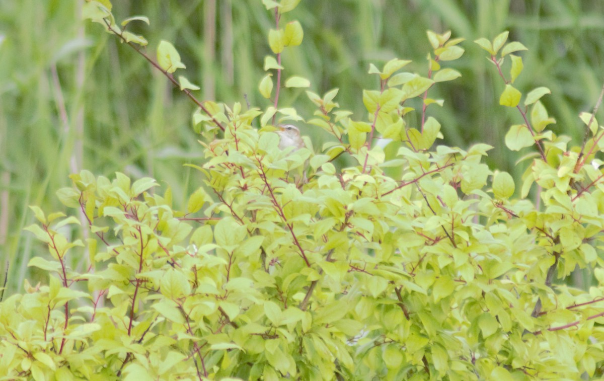 Sedge Warbler - ML621094552