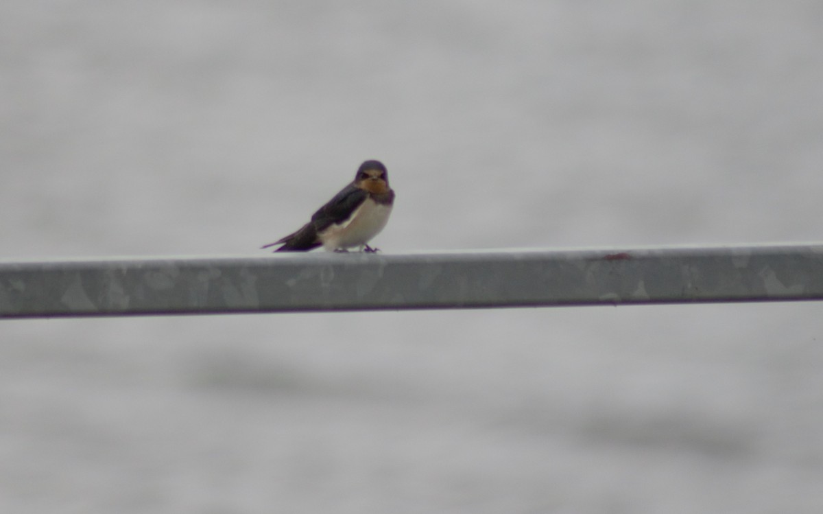 Barn Swallow - ML621094556