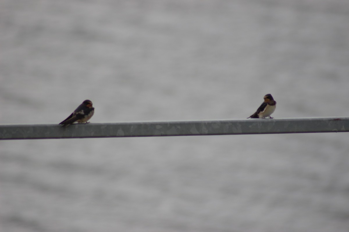 Barn Swallow - ML621094557