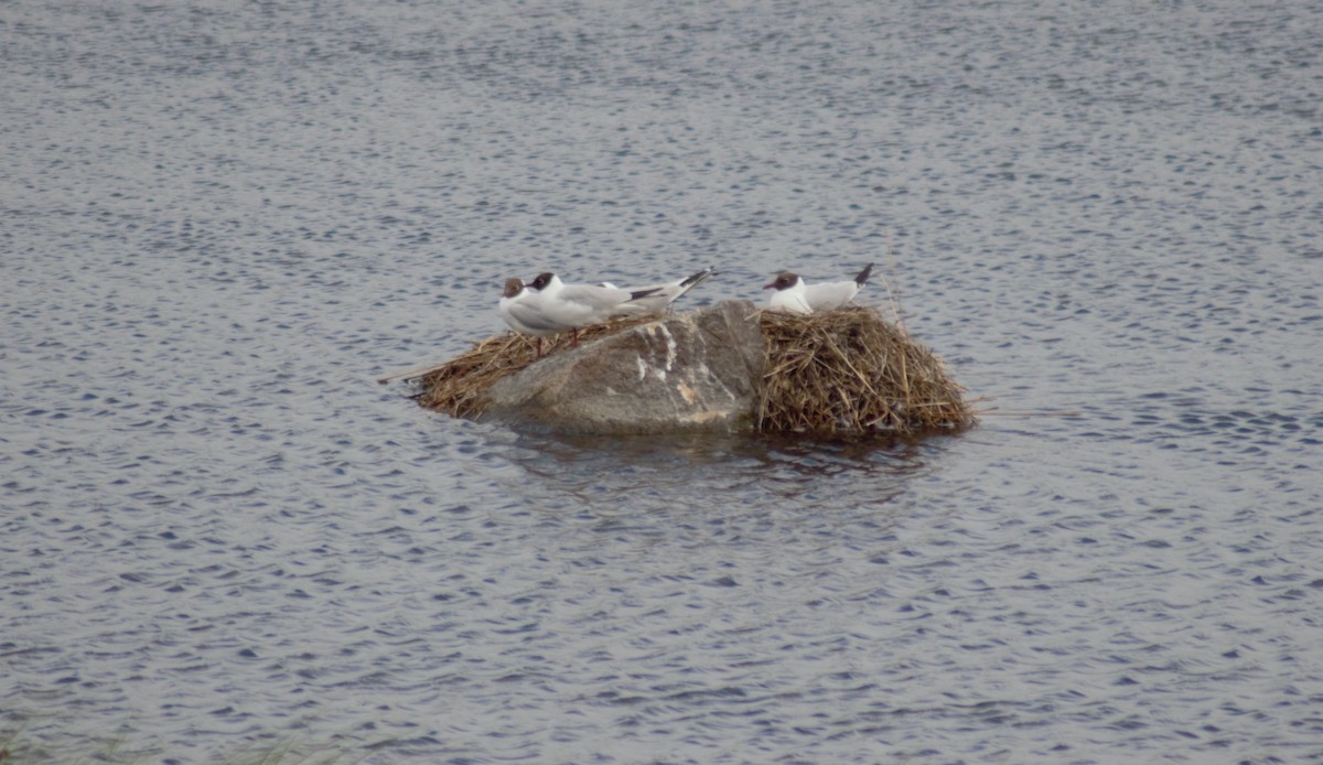 Black-headed Gull - ML621094566