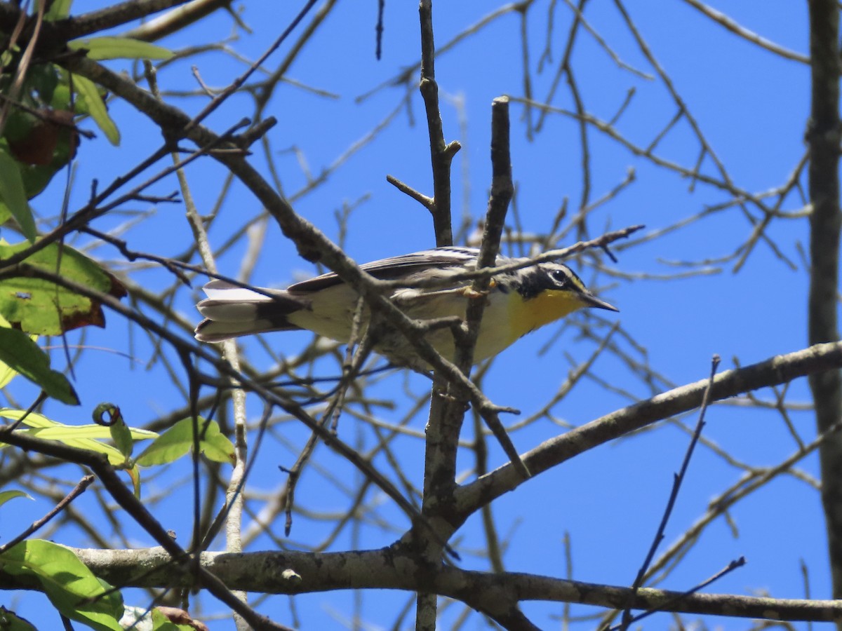 Yellow-throated Warbler (dominica/stoddardi) - ML621094582