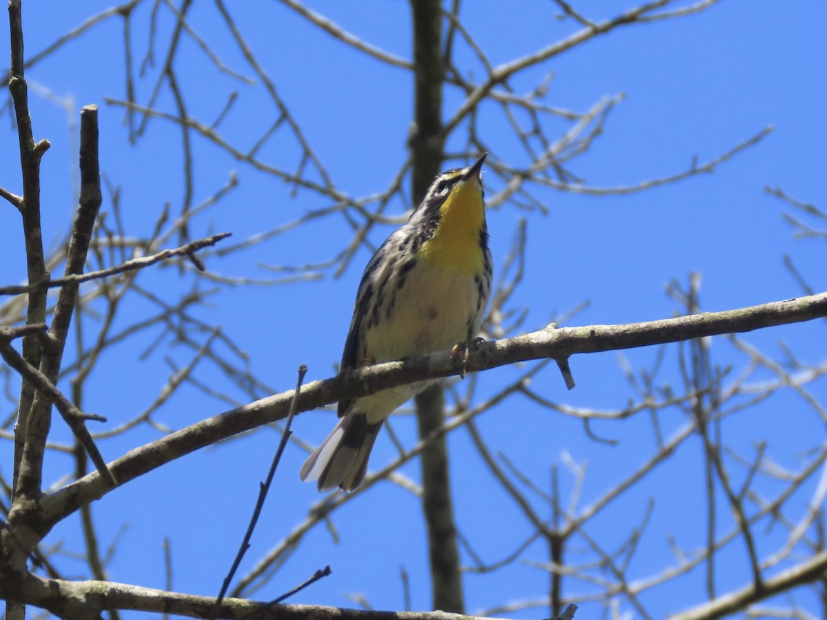 Yellow-throated Warbler (dominica/stoddardi) - ML621094584