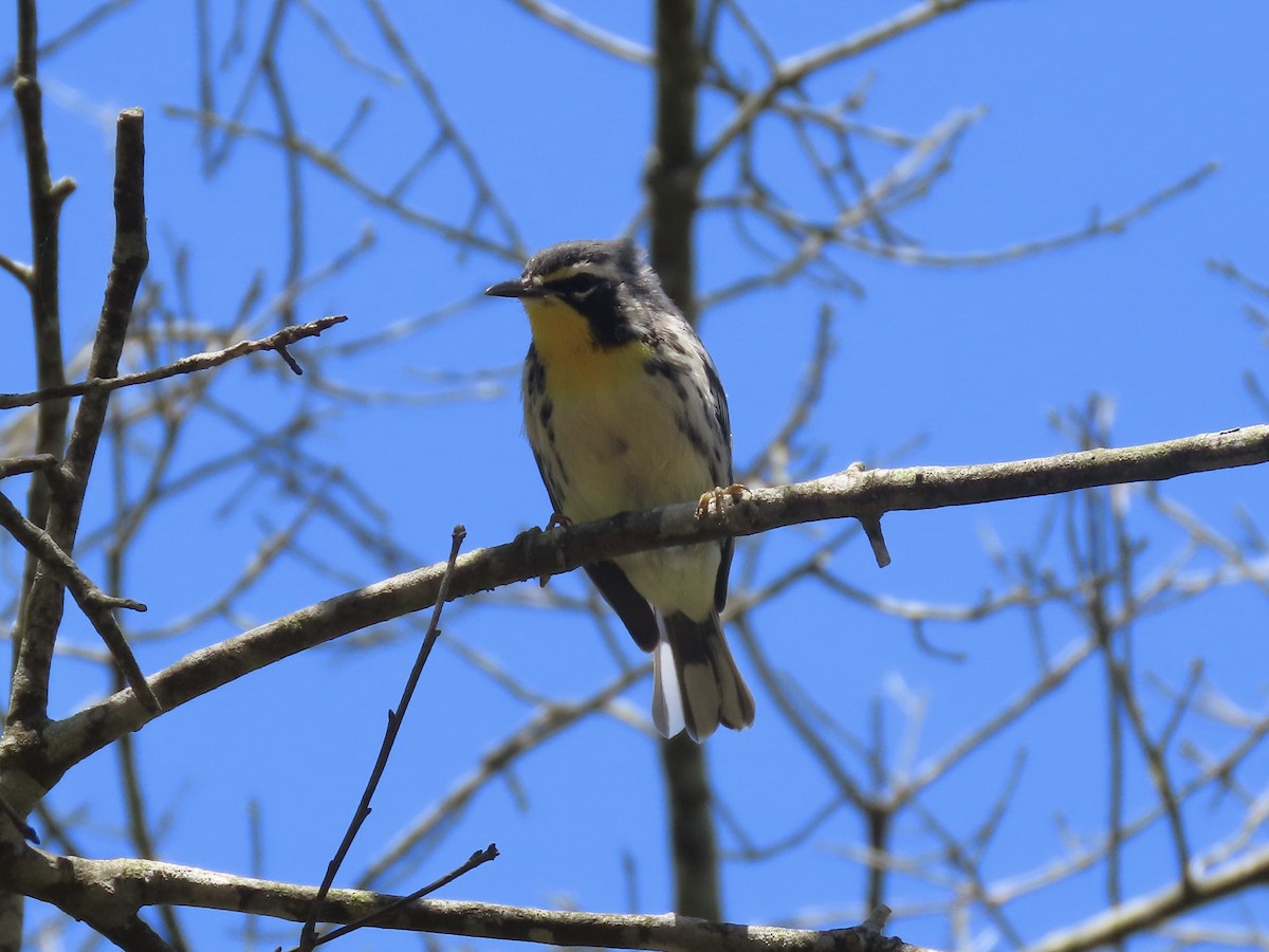 Yellow-throated Warbler (dominica/stoddardi) - ML621094585