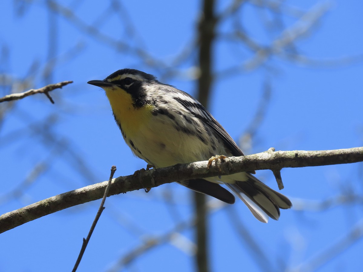Yellow-throated Warbler (dominica/stoddardi) - ML621094586