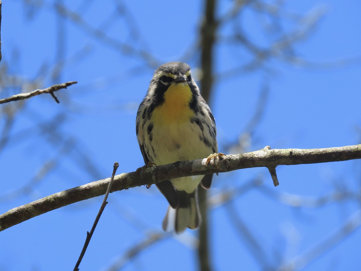 Yellow-throated Warbler (dominica/stoddardi) - ML621094587