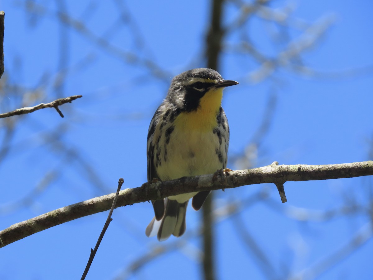 Yellow-throated Warbler (dominica/stoddardi) - ML621094588