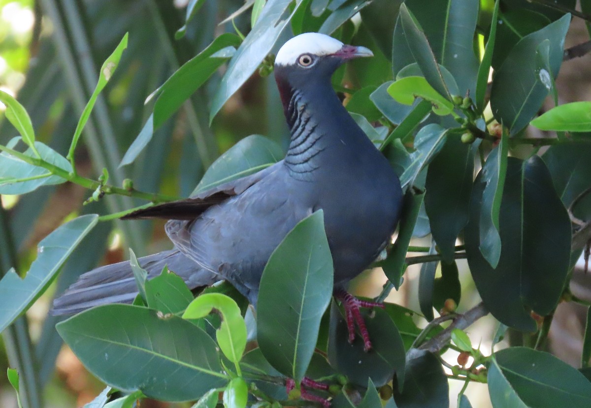 White-crowned Pigeon - ML621094594