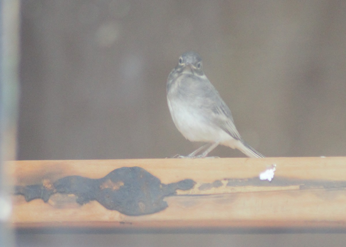 ub. spurvefugl (Passeriformes sp.) - ML621094624