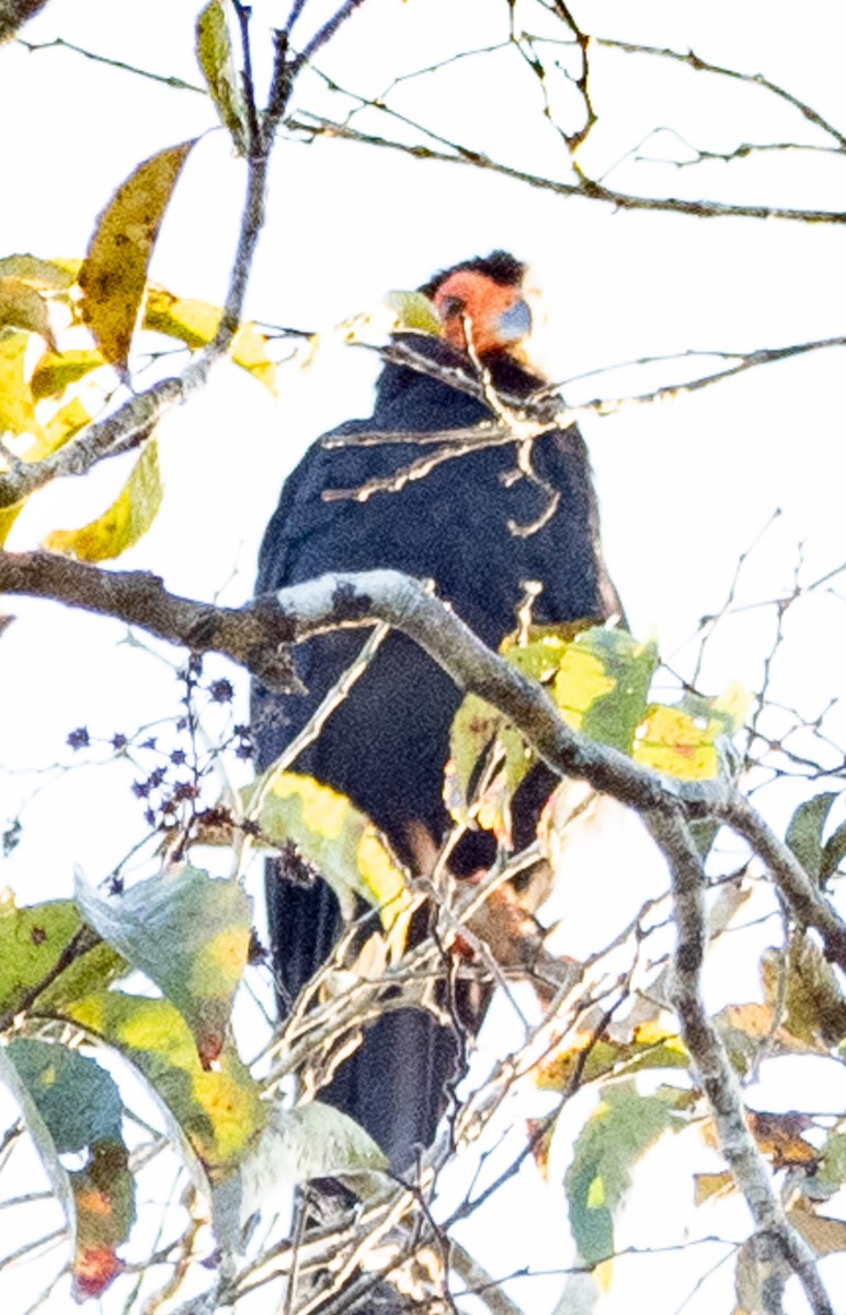 Red-throated Piping-Guan - ML621094633