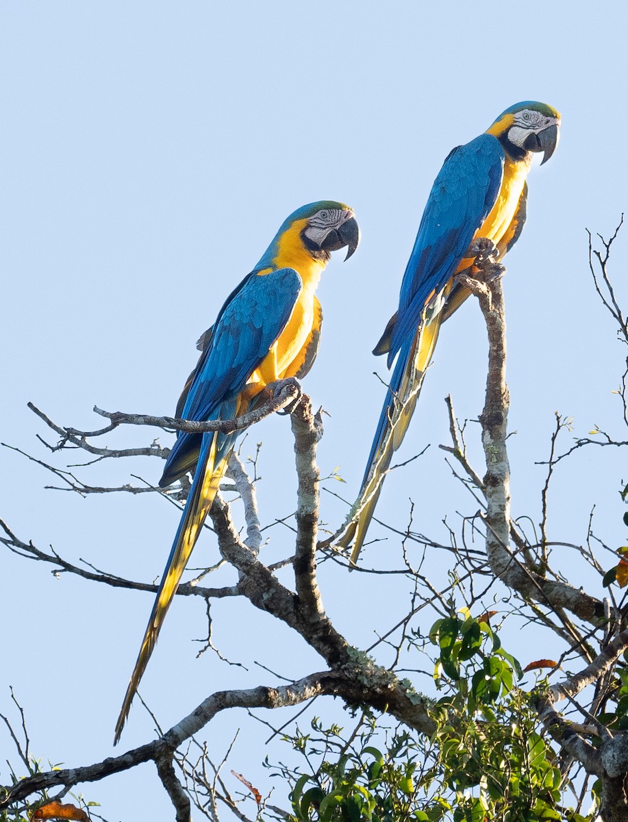 Blue-and-yellow Macaw - ML621094652