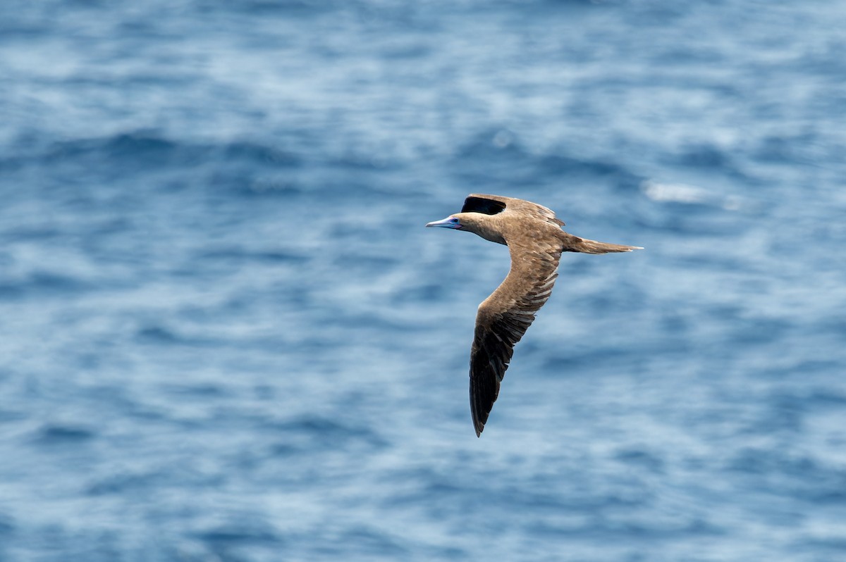 Red-footed Booby (Indopacific) - ML621094668
