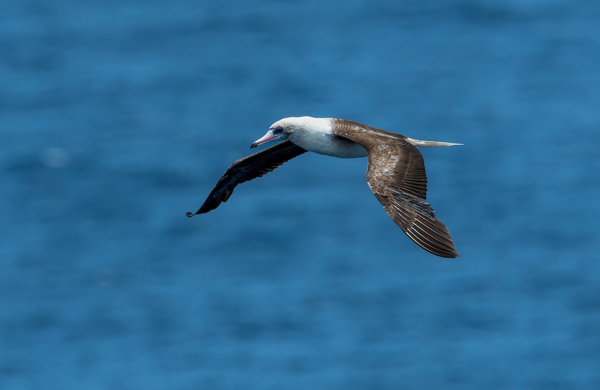 Red-footed Booby (Indopacific) - ML621094669