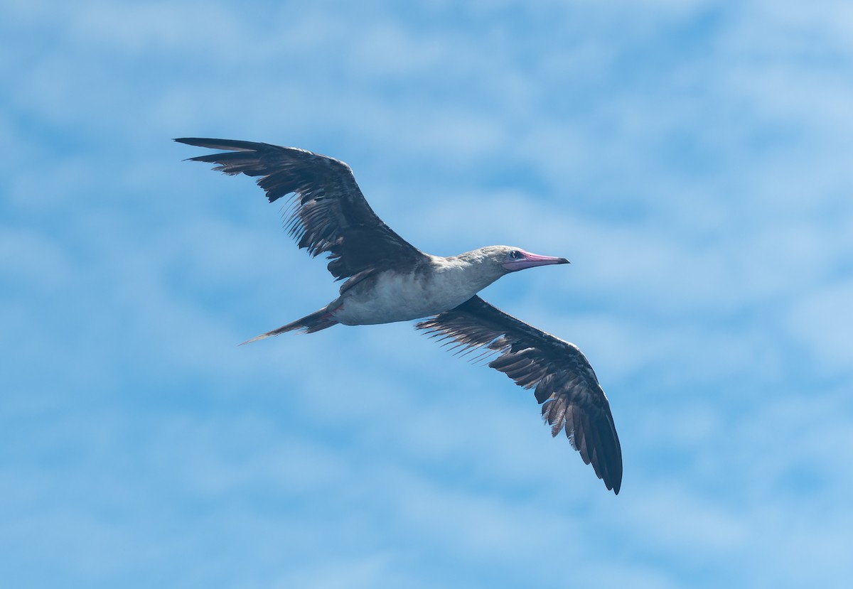 Red-footed Booby (Indopacific) - ML621094670