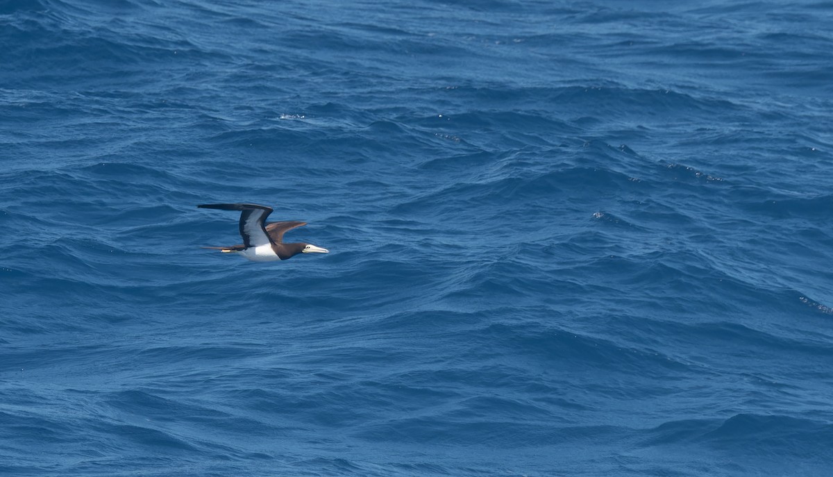 Brown Booby - ML621094678