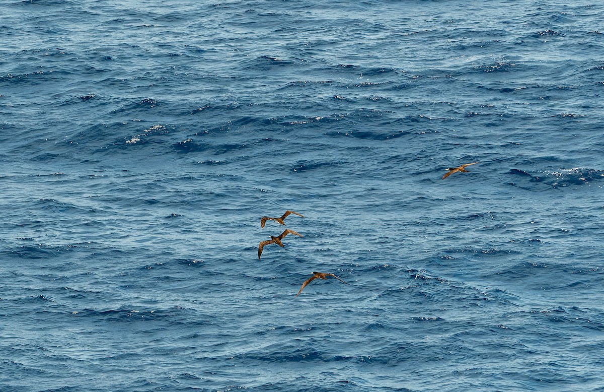 Brown Booby - ML621094679