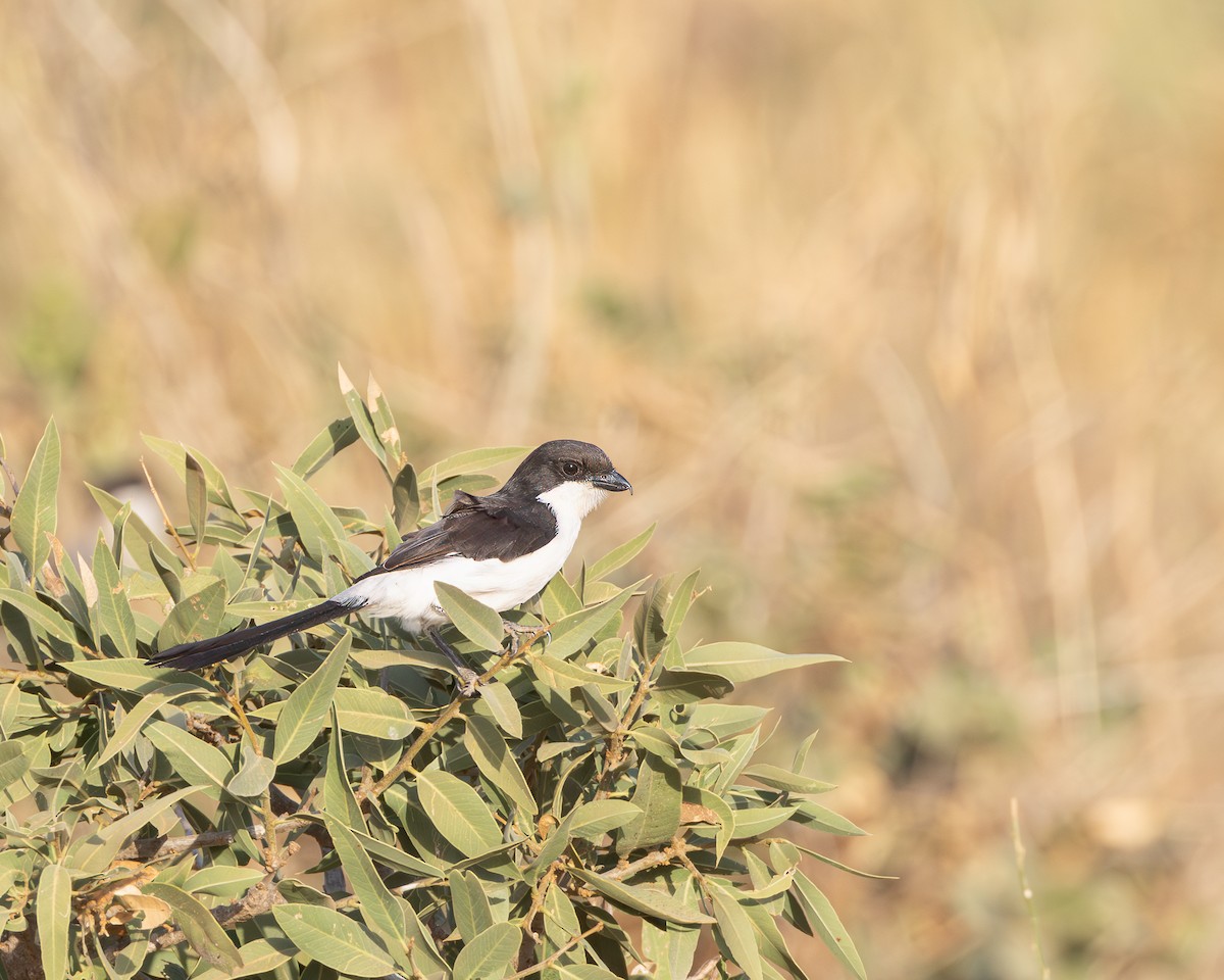 Long-tailed Fiscal - ML621094686