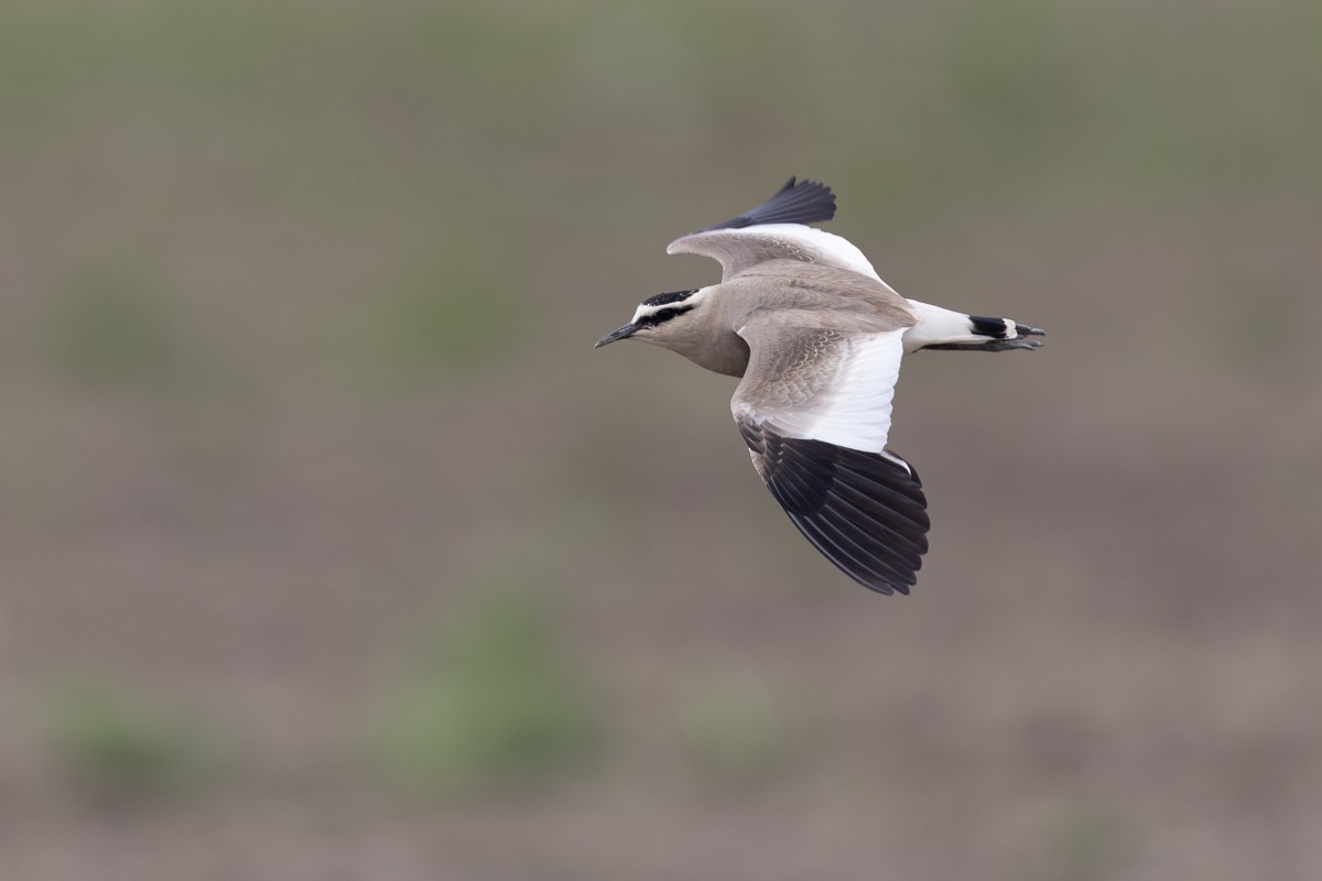 Vanneau sociable - ML621094705