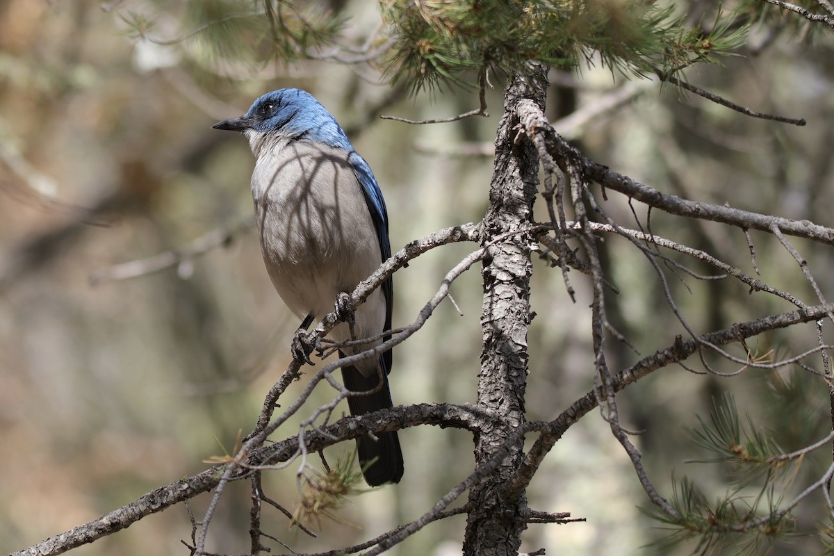 Mexican Jay - ML621094717