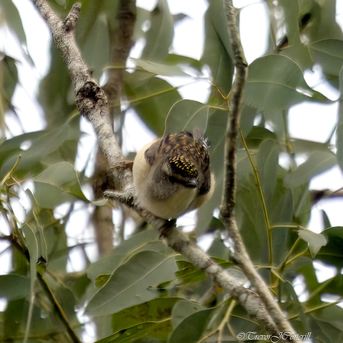 Spotted Pardalote - ML621094721