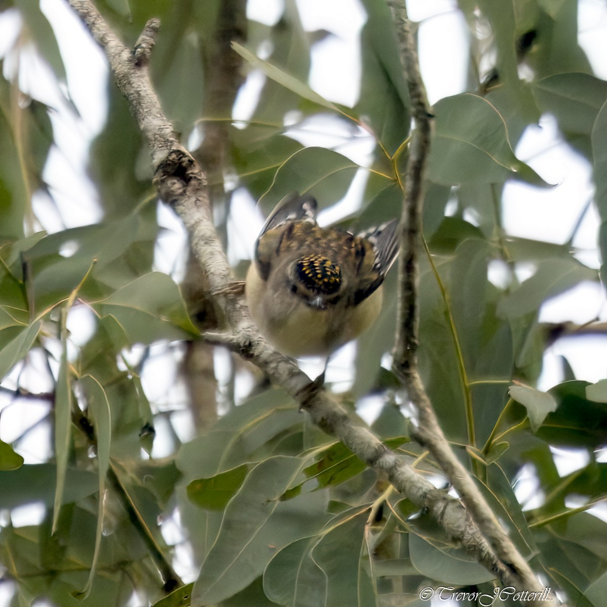 Spotted Pardalote - ML621094722