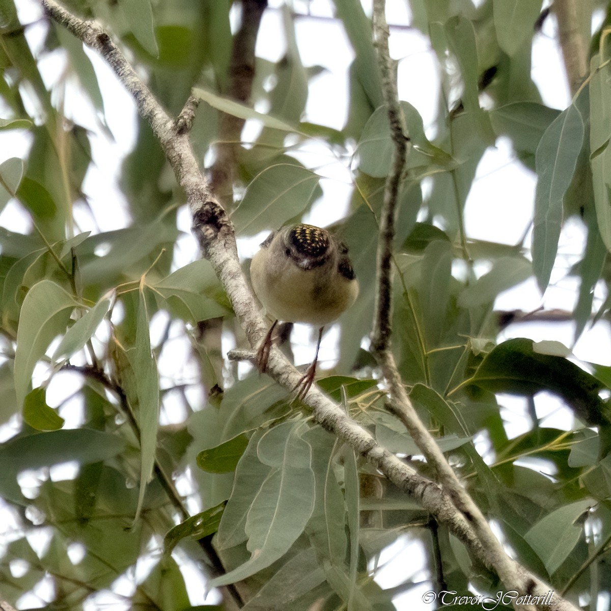Spotted Pardalote - ML621094723