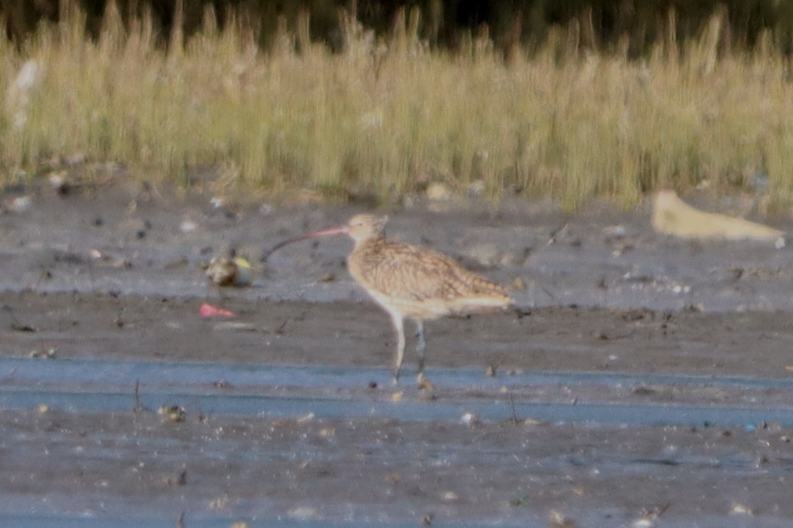 curlew sp. - ML621094746