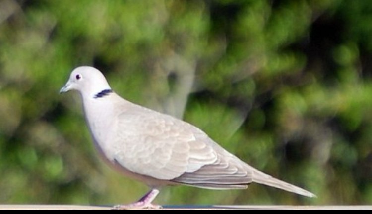 Eurasian Collared-Dove - ML621094786