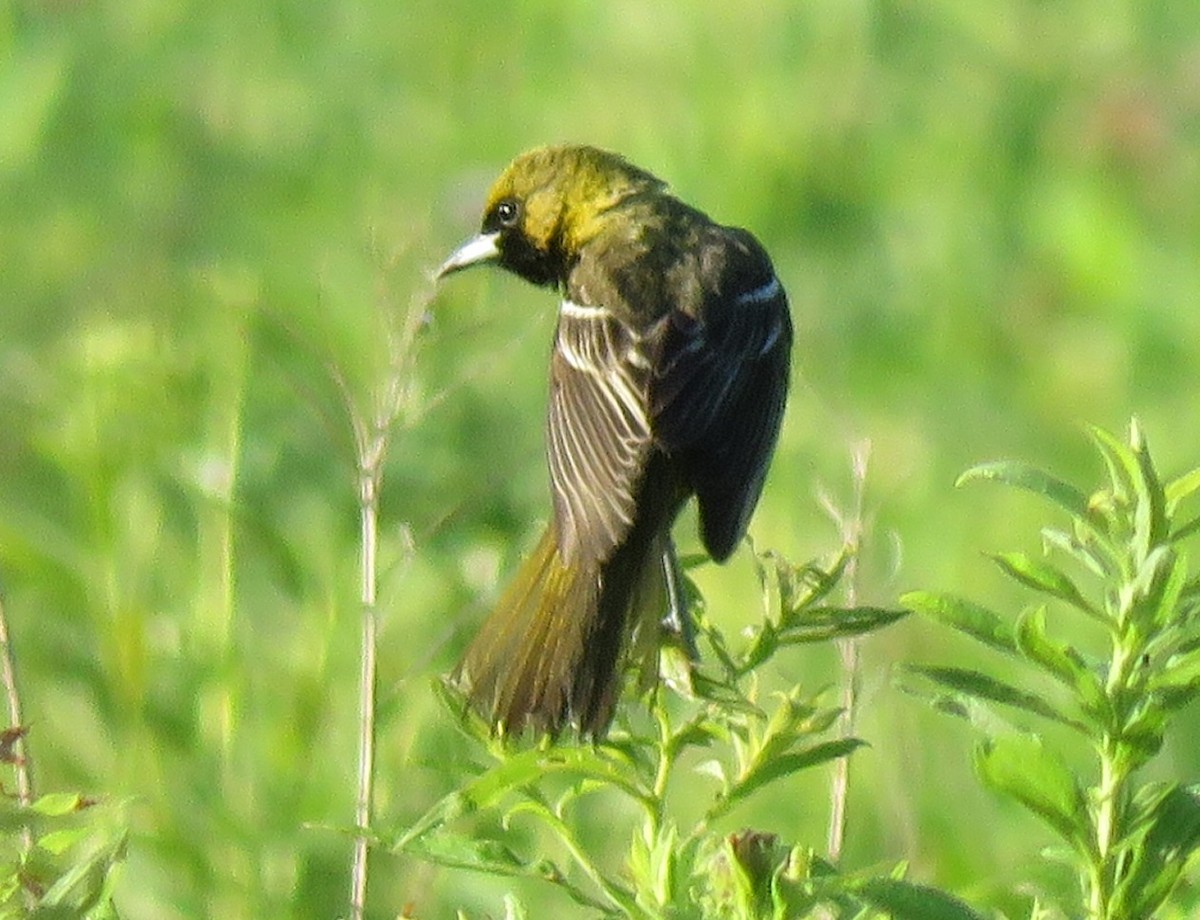 Orchard Oriole - ML621094792