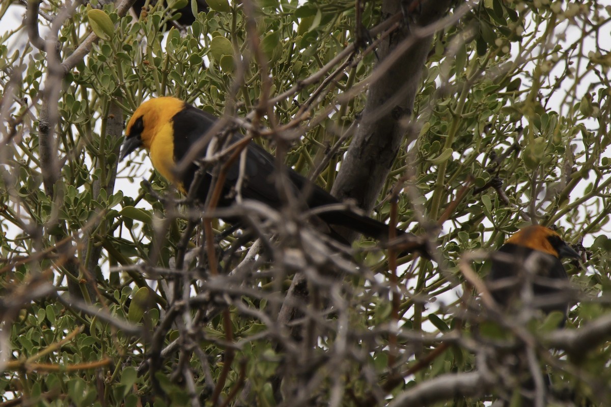 Yellow-headed Blackbird - ML621094805