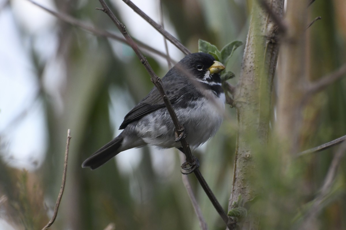 Double-collared Seedeater - ML621094855