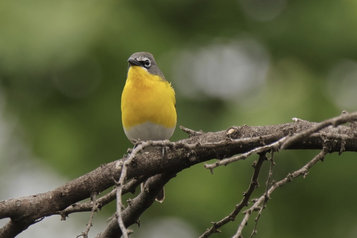 Yellow-breasted Chat - ML621094883