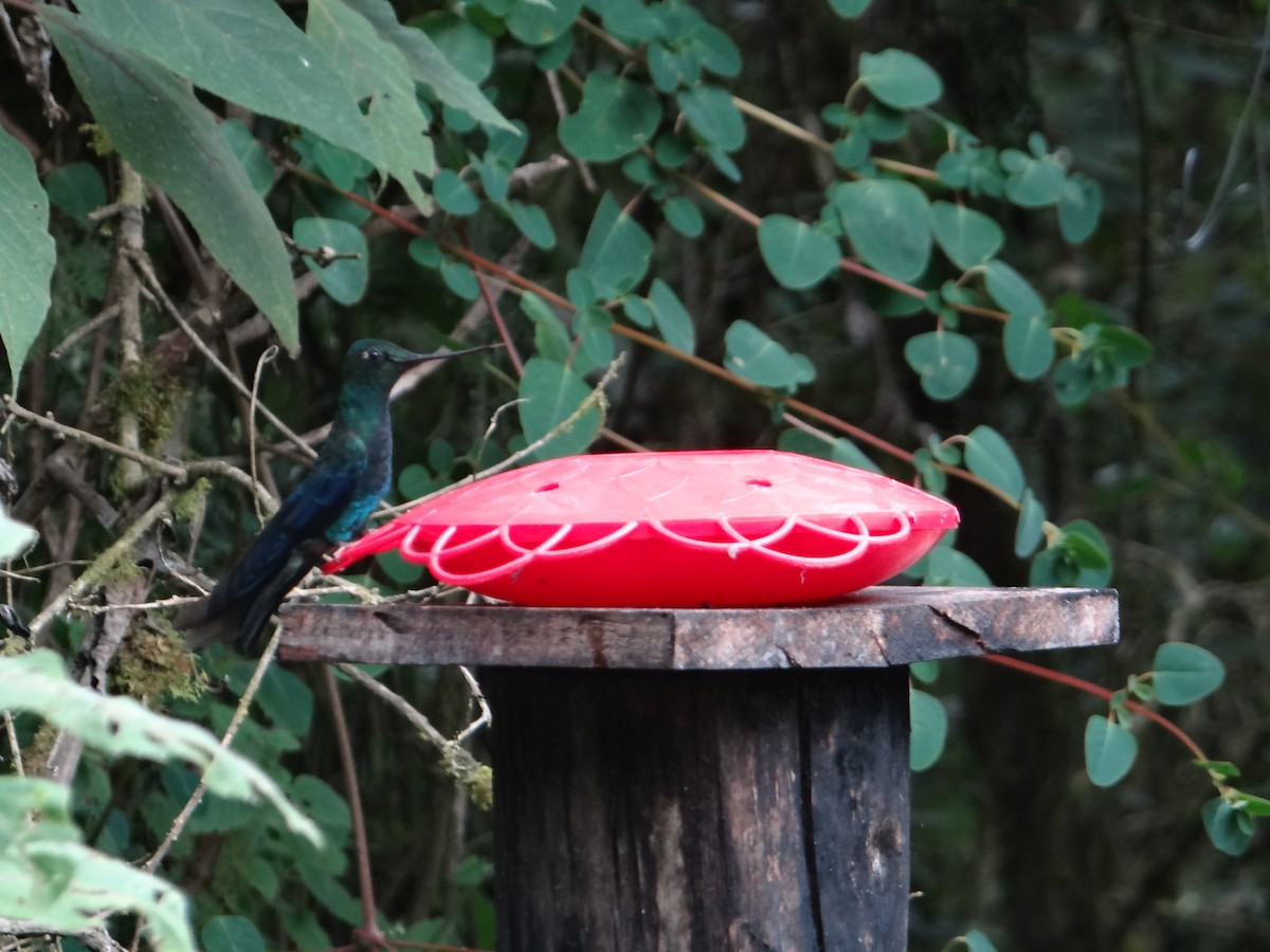 kolibřík modrokřídlý - ML621094920