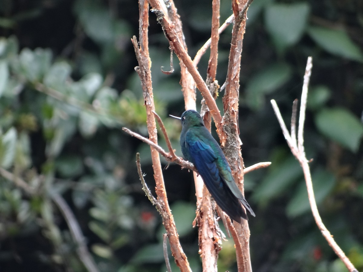kolibřík modrokřídlý - ML621094937