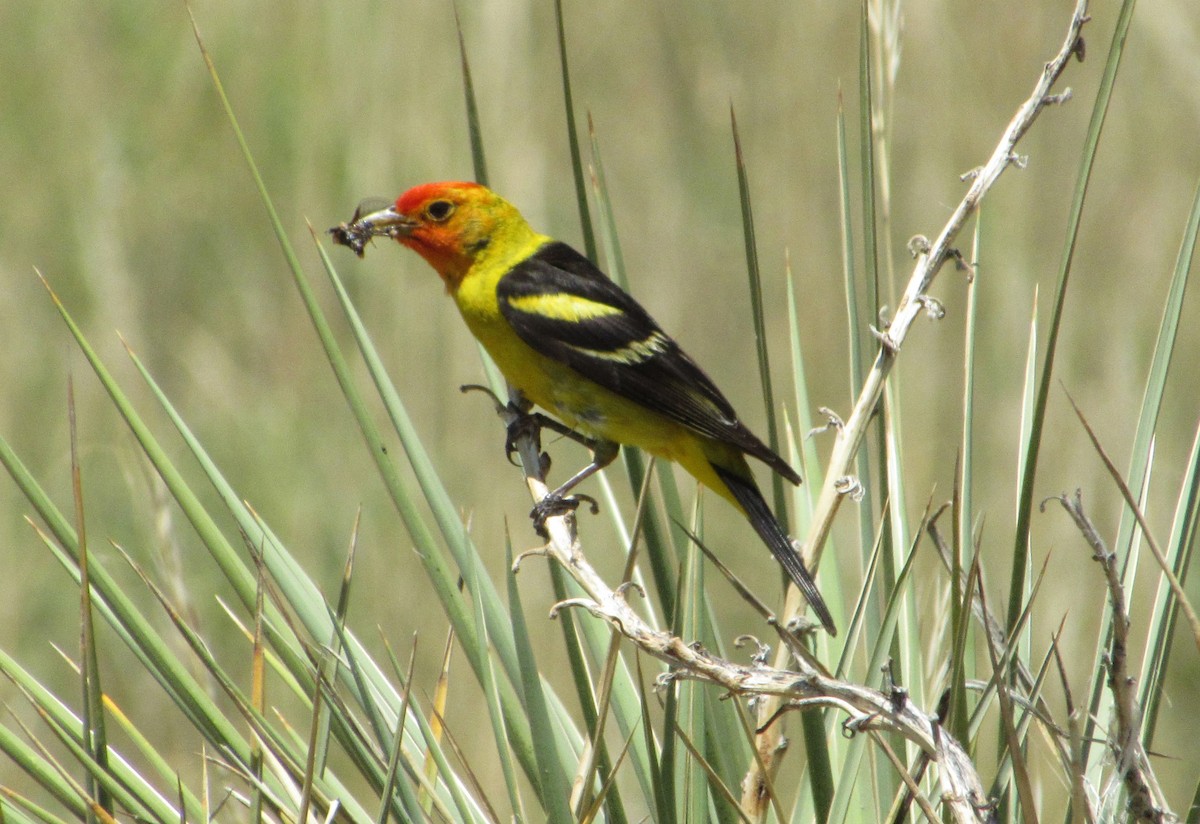 Western Tanager - ML621094948