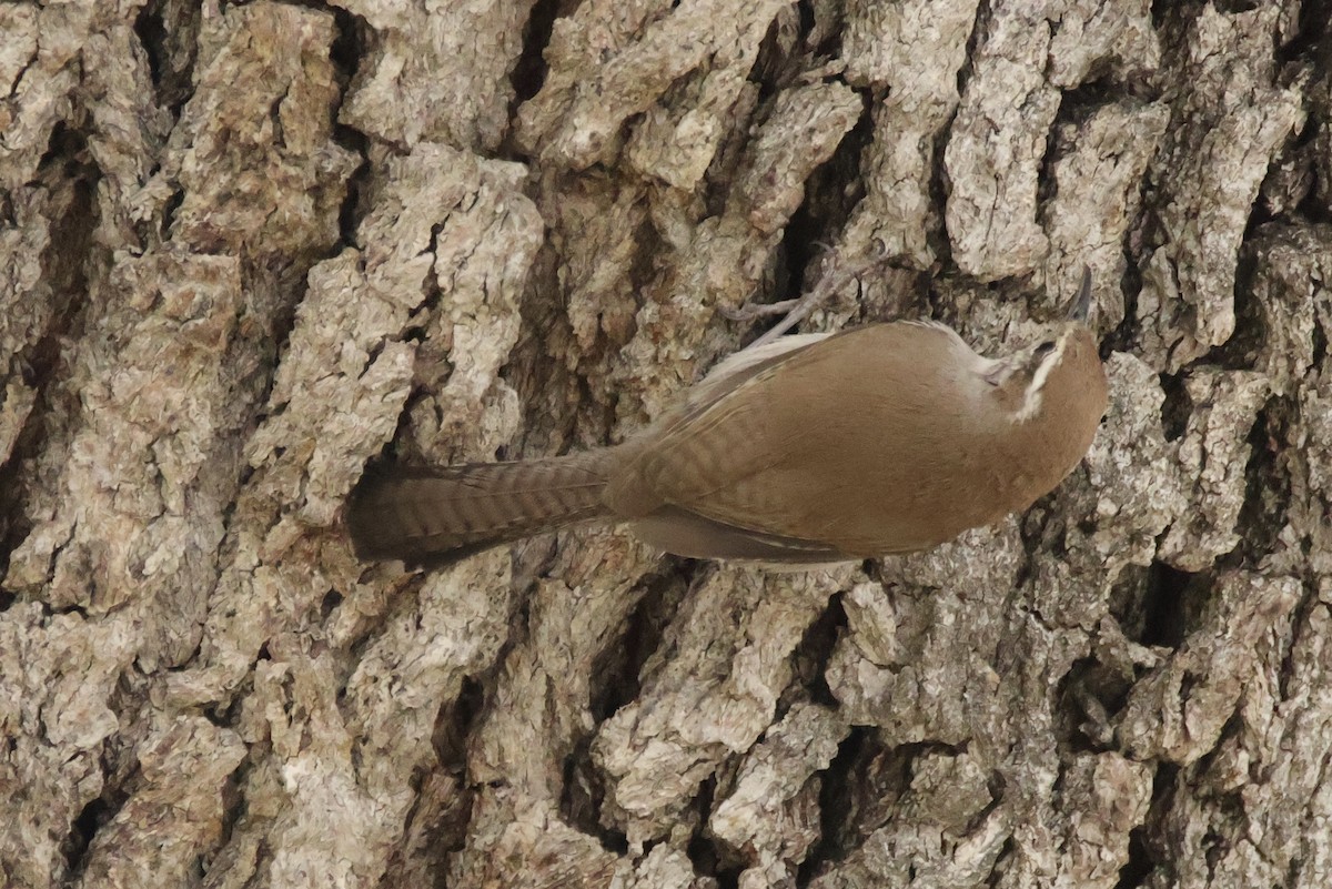 Bewick's Wren - ML621094972