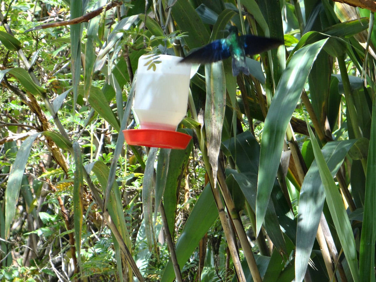 kolibřík modrokřídlý - ML621094975