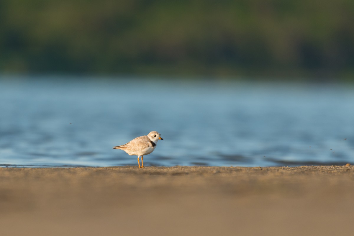 Piping Plover - ML621094979