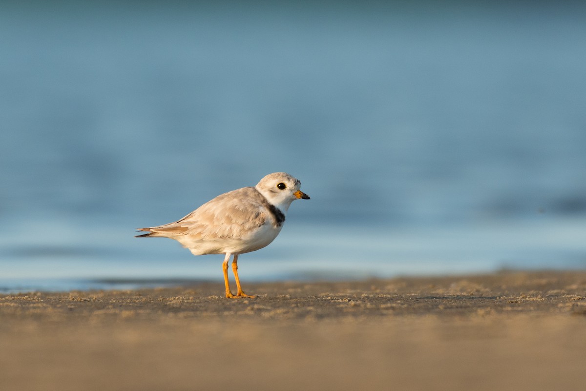 Piping Plover - ML621094980
