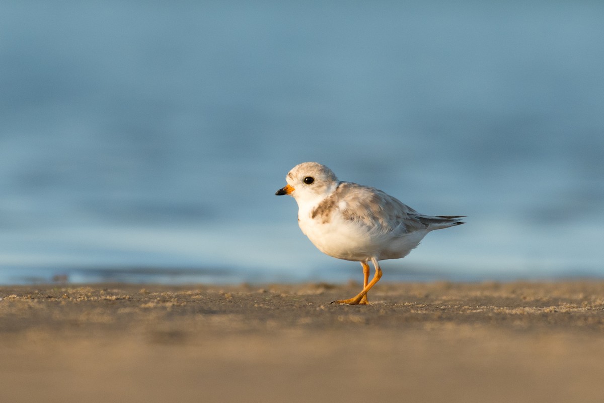Piping Plover - ML621094981
