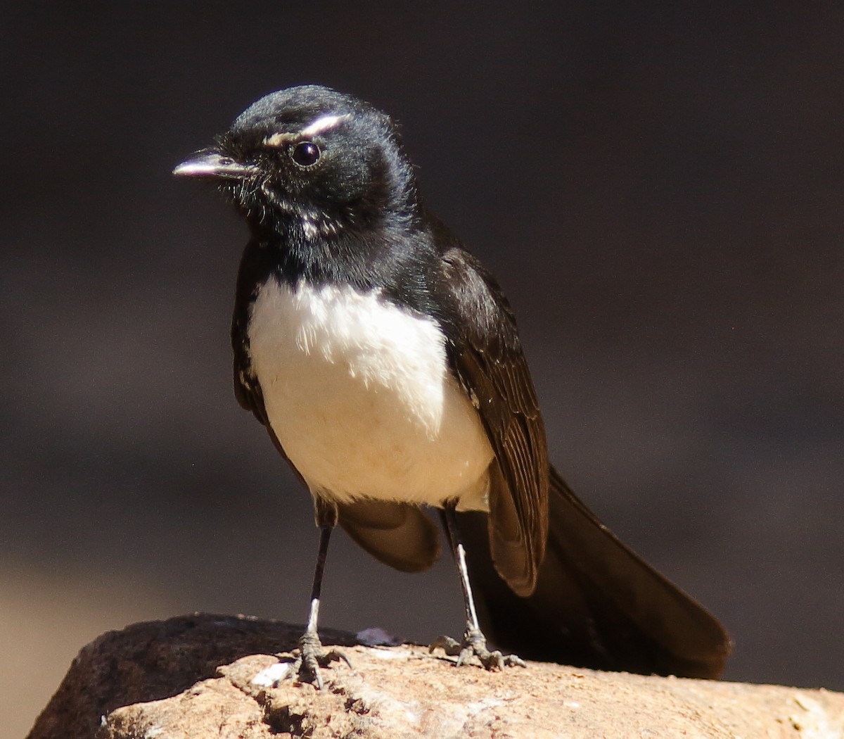 Willie-wagtail - ML621094986