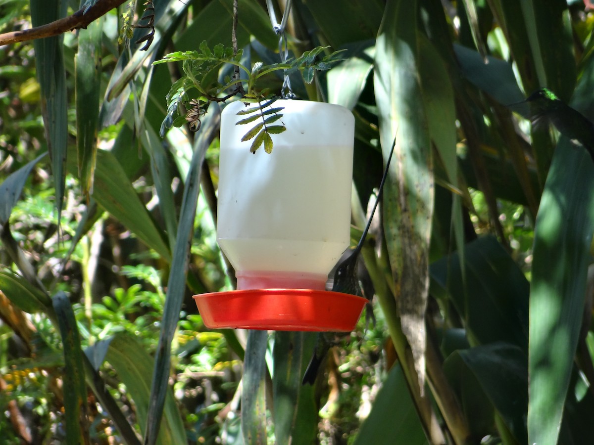 kolibřík mečozobec - ML621094993