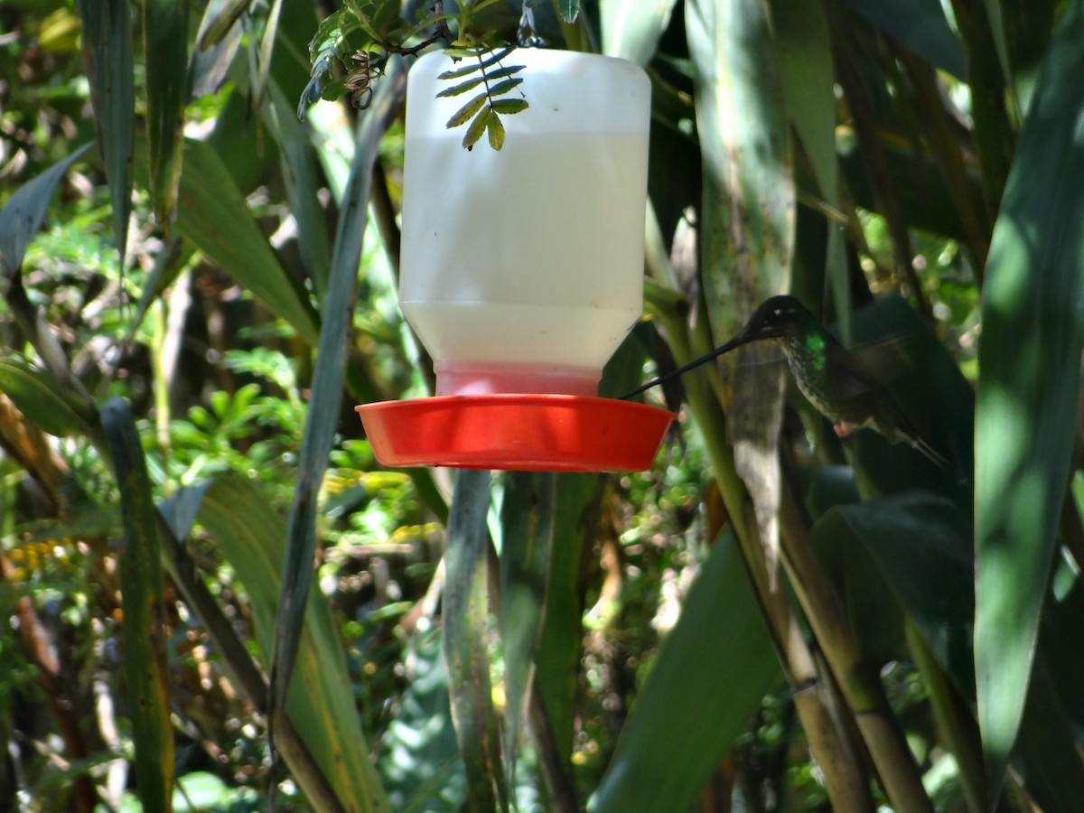kolibřík mečozobec - ML621094994