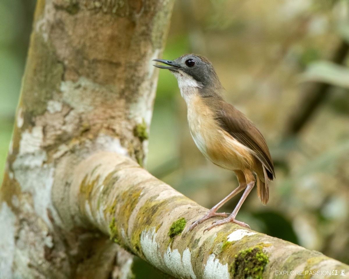Short-tailed Babbler - Wai Loon Wong