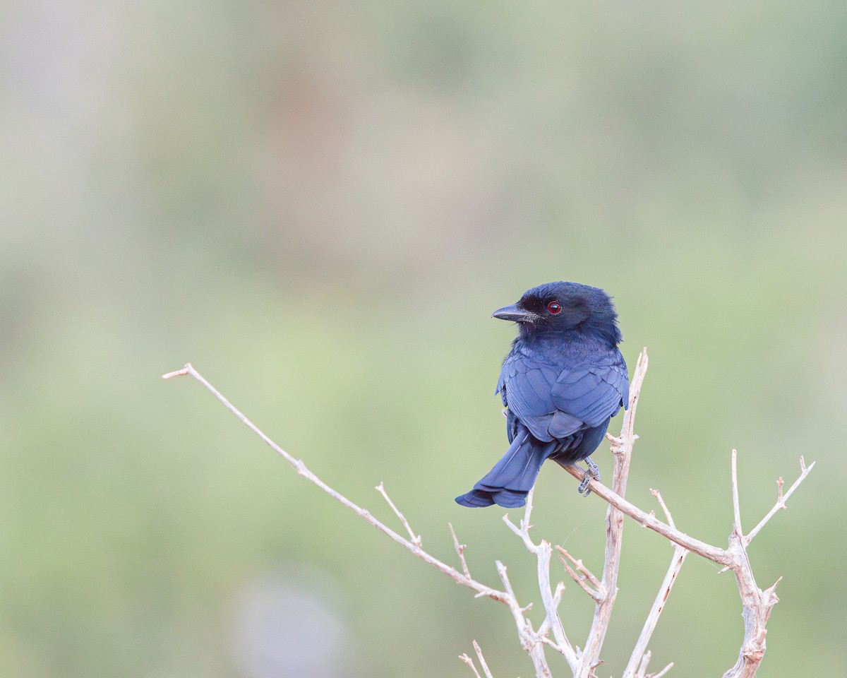 Fork-tailed Drongo - ML621095012