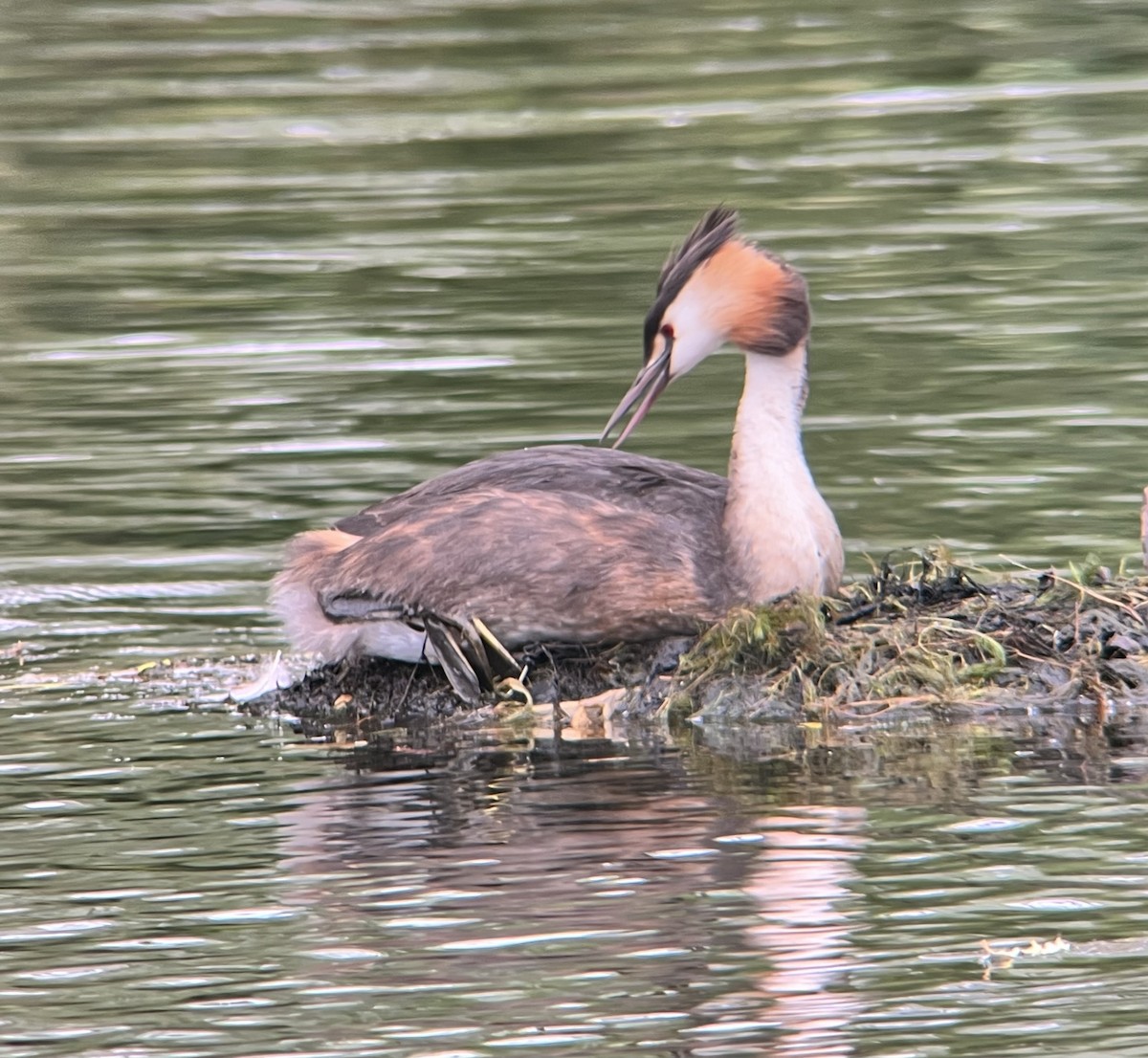 Great Crested Grebe - ML621095024